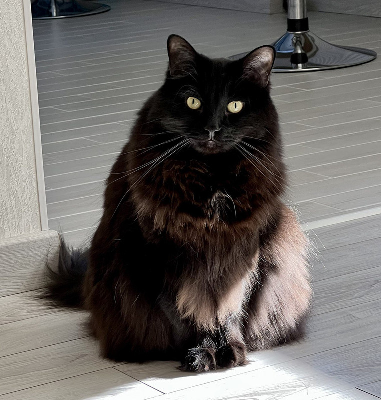 Telegrams Cat (EQBwy-wJ-wCqh0mfJHoWjmulJ0oIRKEJJt75ULyrJNPcnn5z)